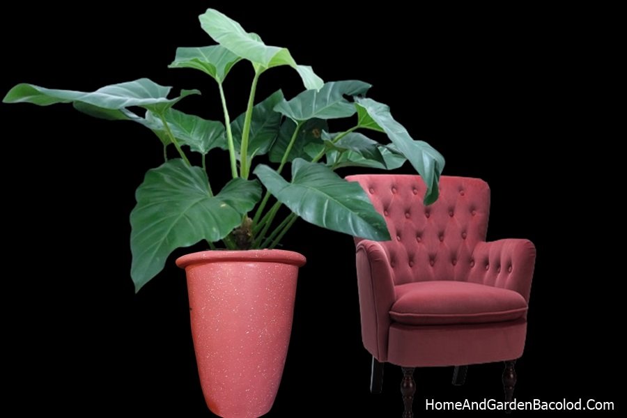 Philodendron Giganteum Care | Plant Guide