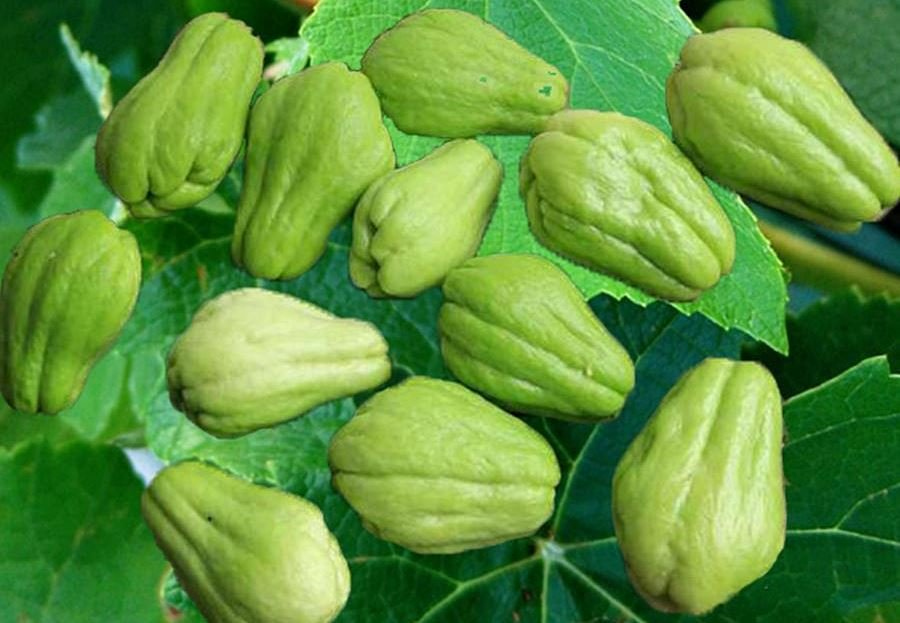 Chayote Benefits | Mirliton Squash | Sechium edule   