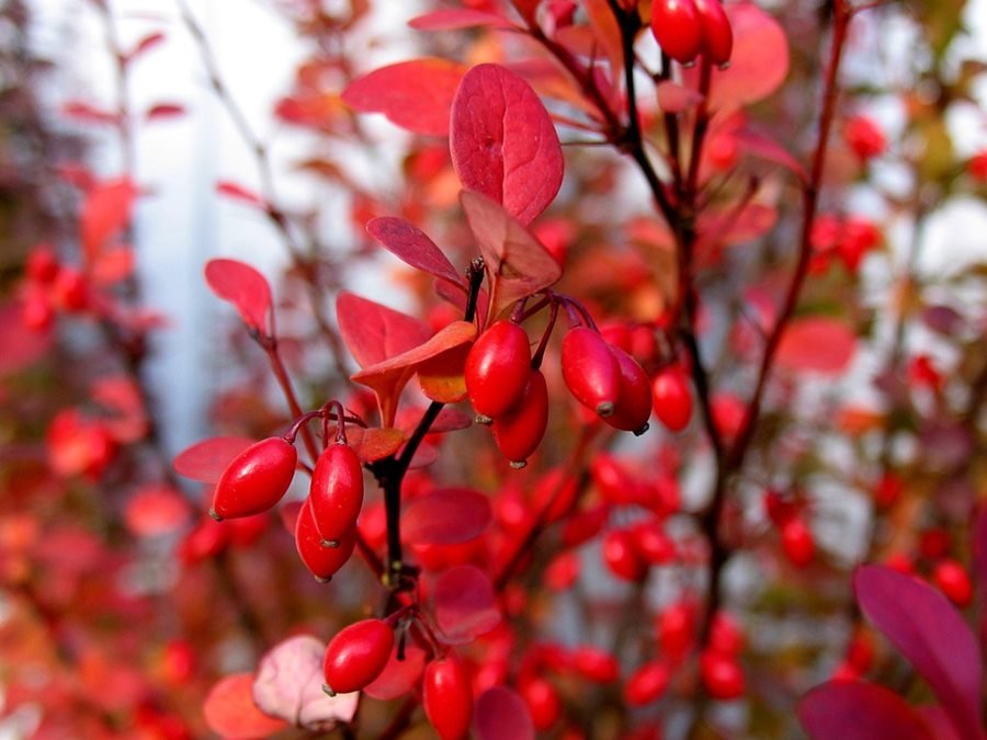 Barberry Health Benefits | Berberis vulgaris   