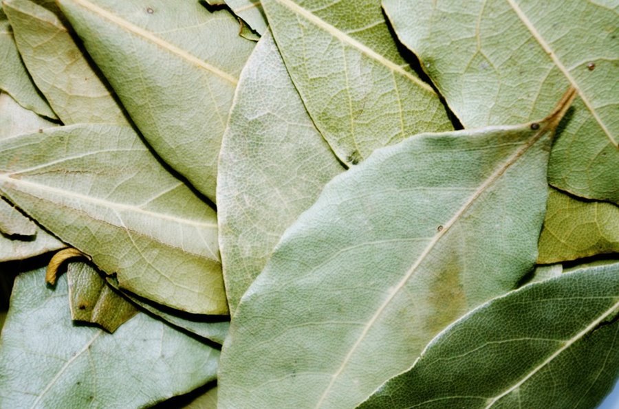 Bay Leaves Benefits[ Laurel Leaves ] | Laurus nobilis | Possible Risks