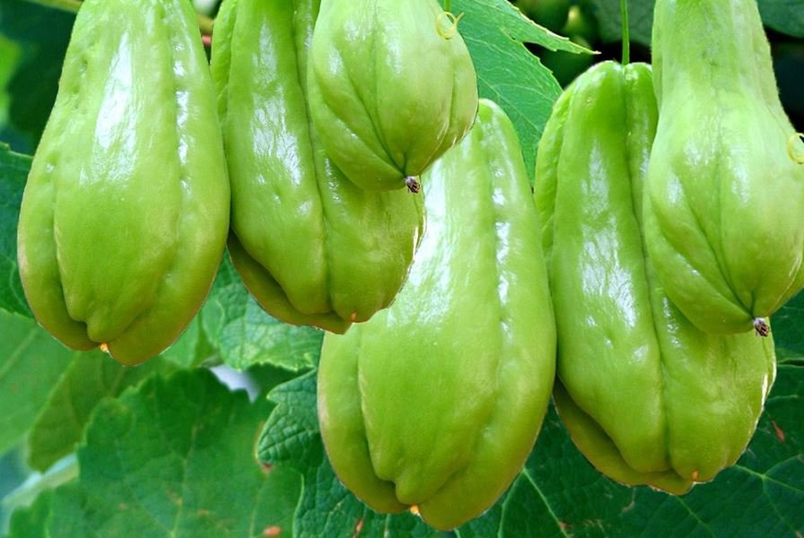 Chayote Benefits | Mirliton Squash | Sechium edule   