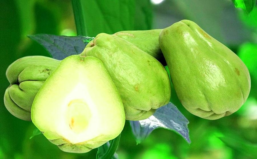 Chayote Benefits | Mirliton Squash | Sechium edule   