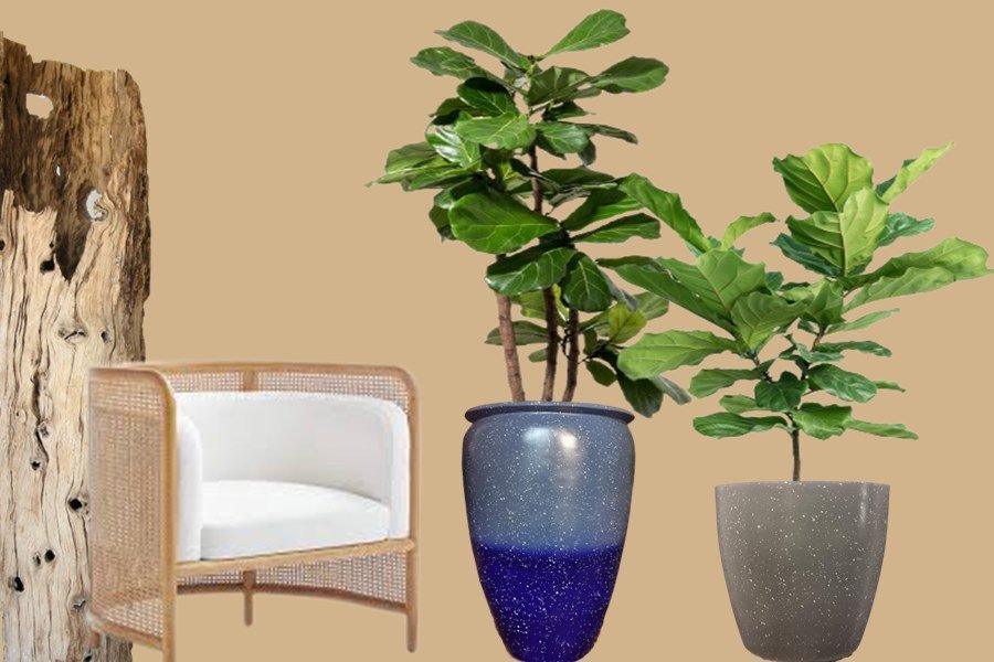 FIDDLE LEAF FIG TREE | FICUS LYRATA | POPULAR VARIETIES + CARE