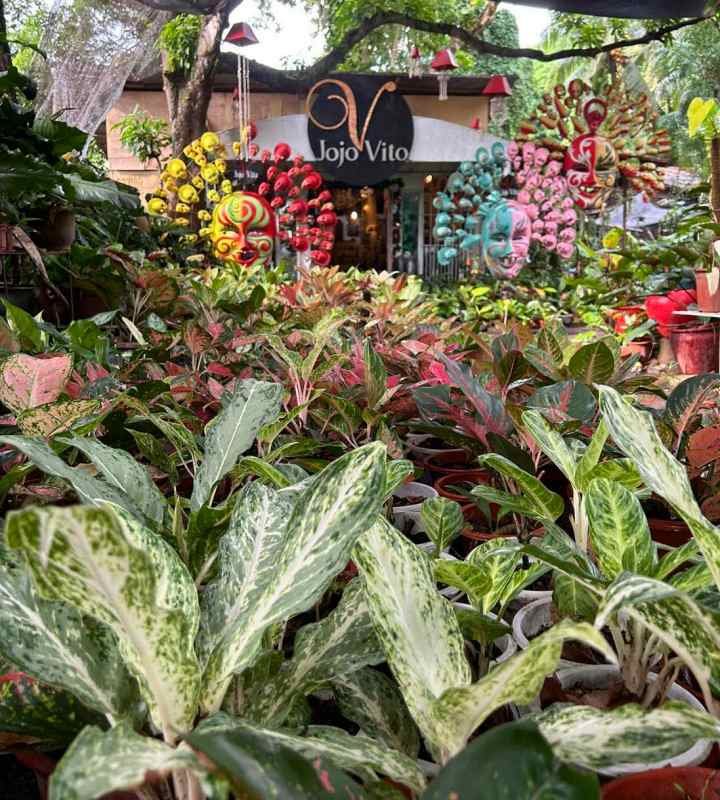 Unlocking the Beauty of Aglaonema: A Comprehensive Guide to Care and Collection