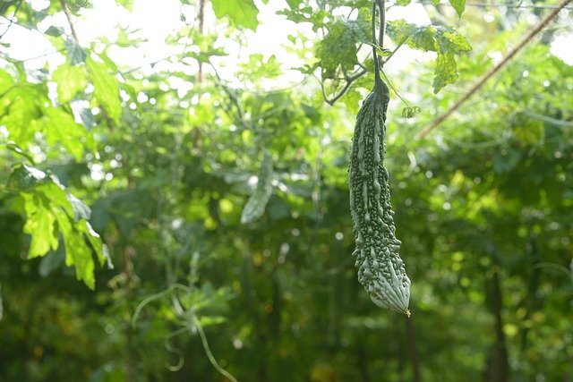 | Weather-Wise Gardening