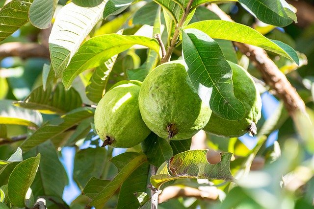 Health Benefits of Guava: A Fruitful Discovery