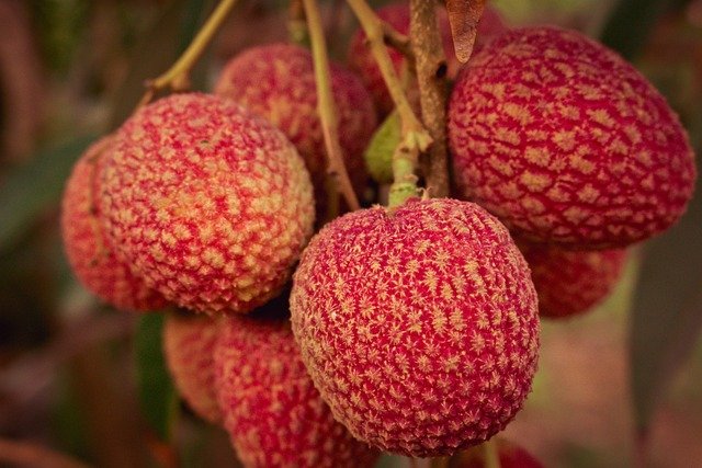 Lychee Health Benefits, Culinary Delights and Propagation