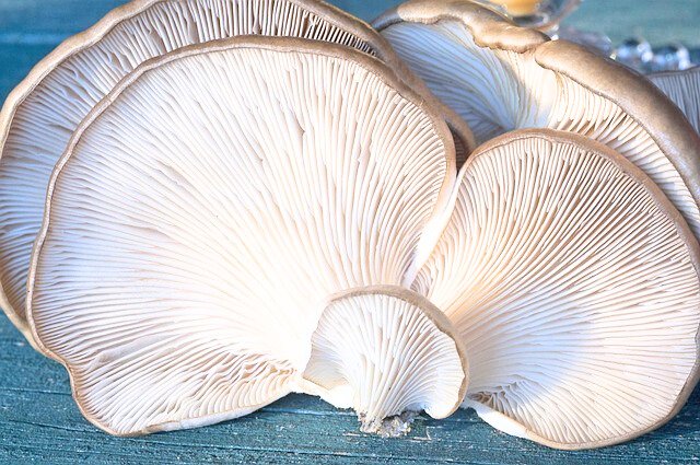 Mushrooms Health Benefits | Healthy Ways to Serve