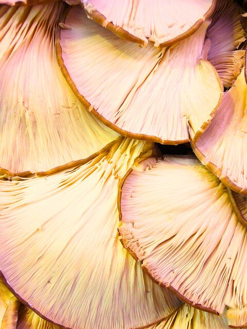 Mushrooms Health Benefits | Healthy Ways to Serve