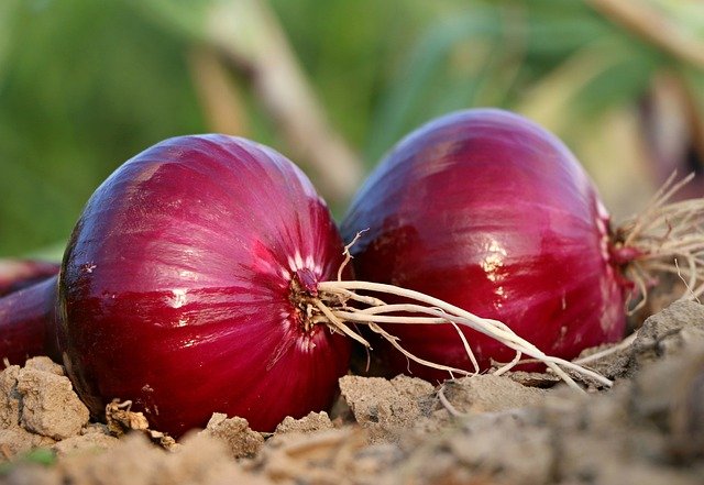 Onions Health Benefits : A Personal Journey of a Backyard Gardener