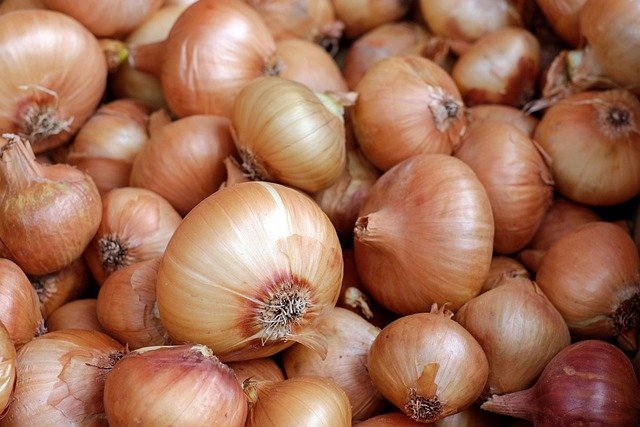 Onions Health Benefits : A Personal Journey of a Backyard Gardener