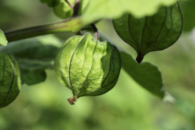 PHYSALIS HEALTH BENEFITS, HEALING PROPERTIES