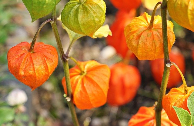 PHYSALIS HEALTH BENEFITS, HEALING PROPERTIES