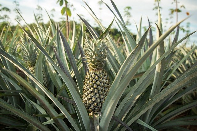 Pineapple Health Benefits : A Tropical Treasure