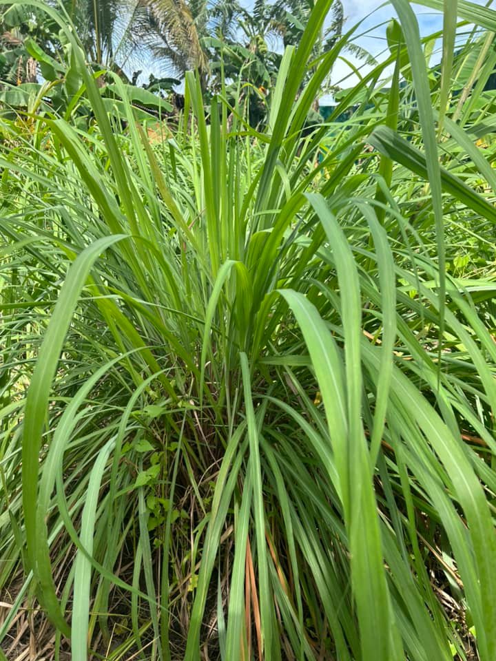 Citronella Benefits | The Aromatic Grass