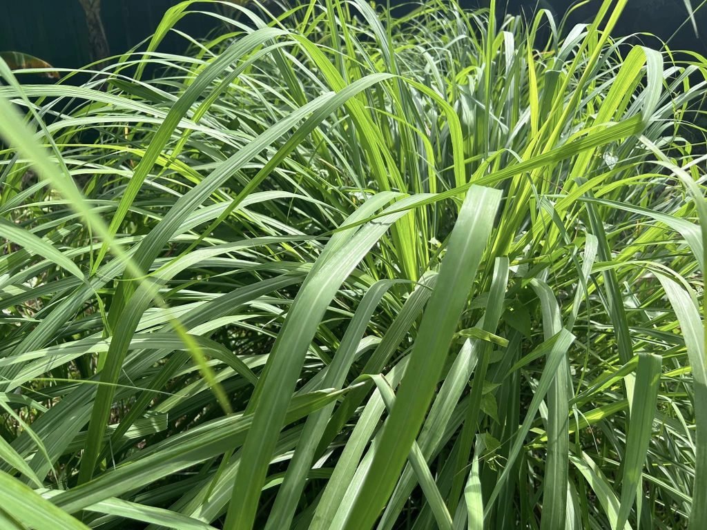 Citronella Benefits | The Aromatic Grass