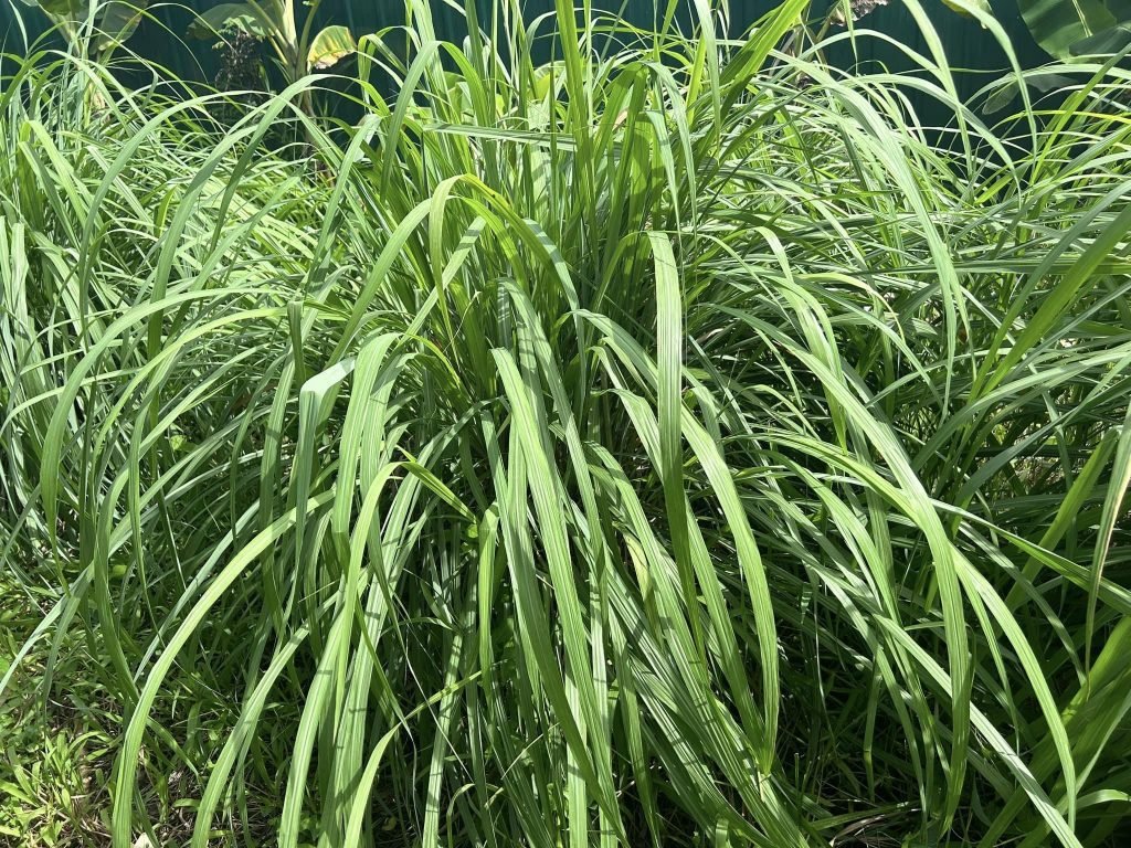 Citronella Benefits | The Aromatic Grass