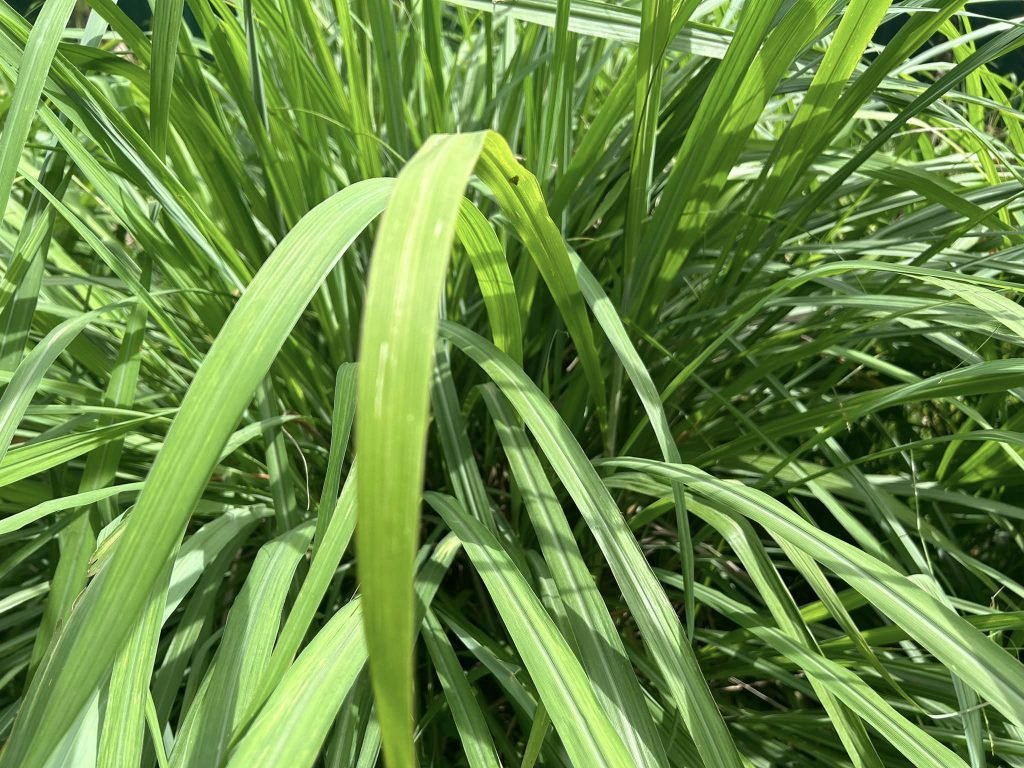 Citronella Benefits | The Aromatic Grass