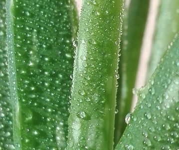 Aloe Vera Benefits : Soothing Secret for Health and Wellness