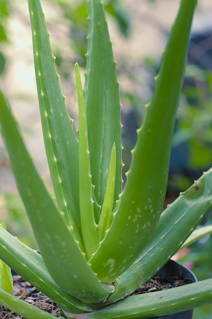 Aloe Vera Benefits : Soothing Secret for Health and Wellness