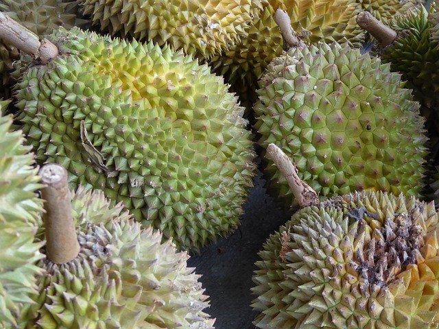 Durian Health Benefits [Durio zibethinus.]