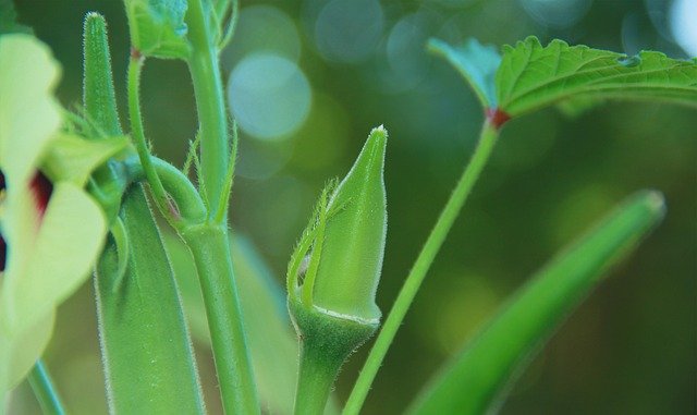 Okra Health Benefits : Nourishing Delight