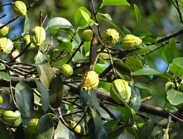  Garcinia Cambogia Health Benefits 