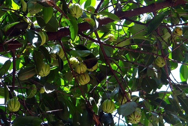  Garcinia Cambogia Health Benefits 