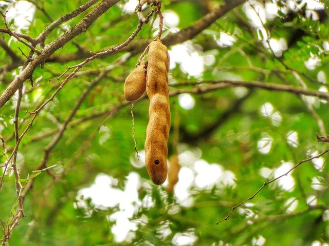 Tamarind Health Benefits: Unveiling the Tangy Treasure