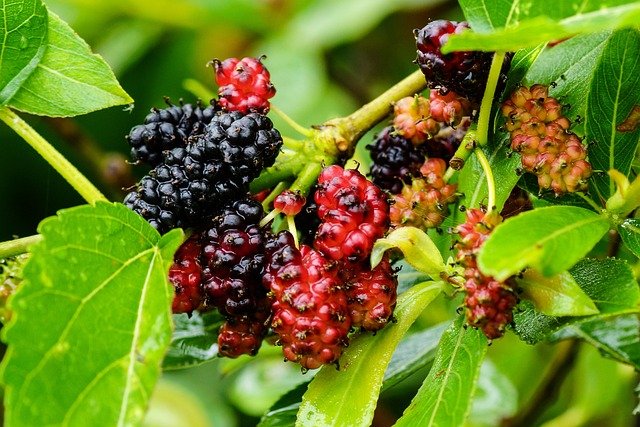 Mulberries Health Benefits