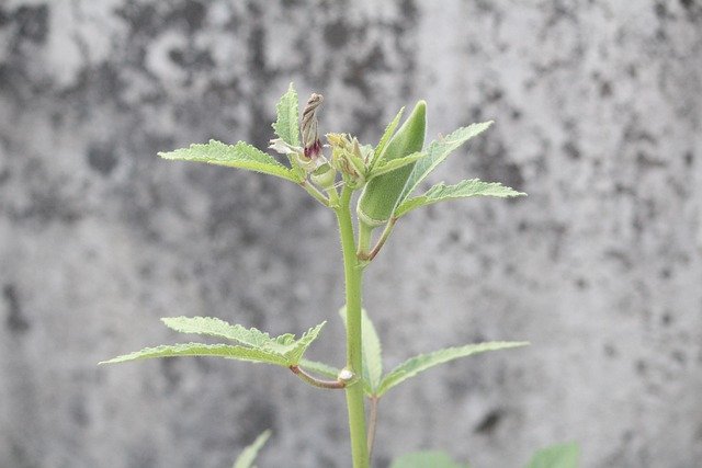 Okra Health Benefits : Nourishing Delight