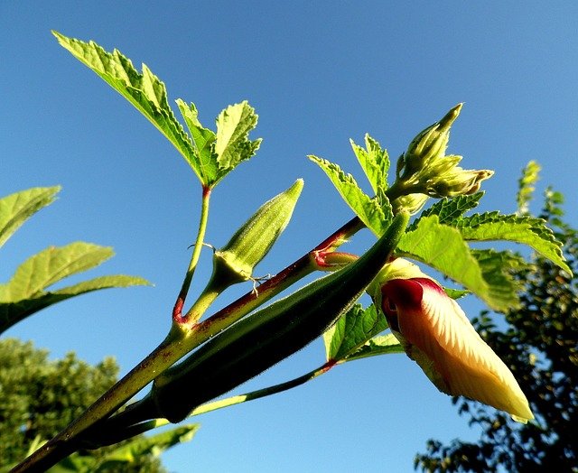 Okra Health Benefits : Nourishing Delight