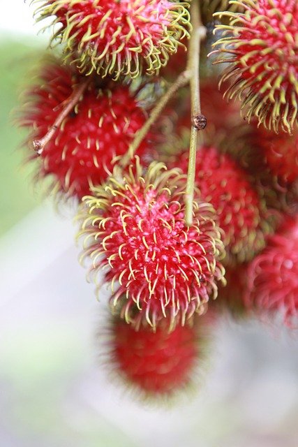 Rambutan Health Benefits [Nephelium lappaceum.] 