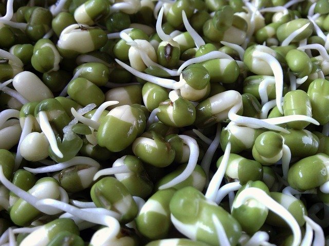 Mung Bean Sprouts Benefits : Nutritional Powerhouse