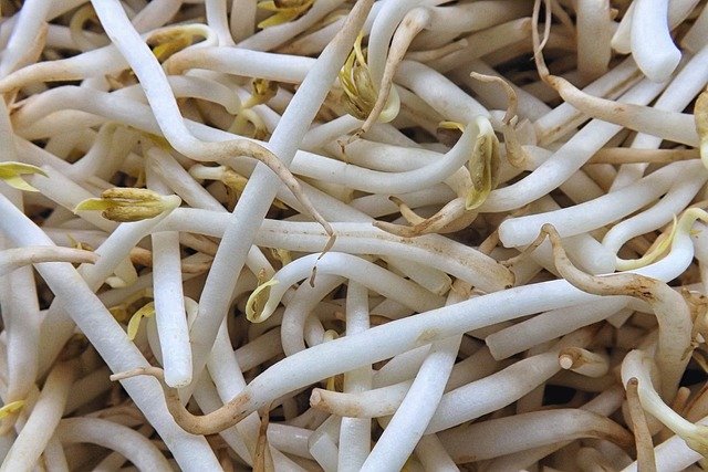 Mung Bean Sprouts Benefits : Nutritional Powerhouse