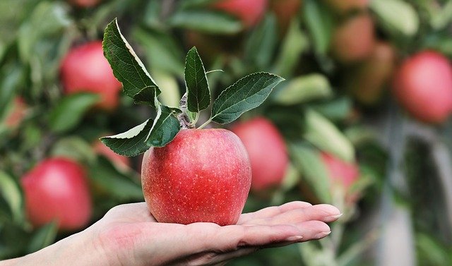 | Red Apple Health Benefits 