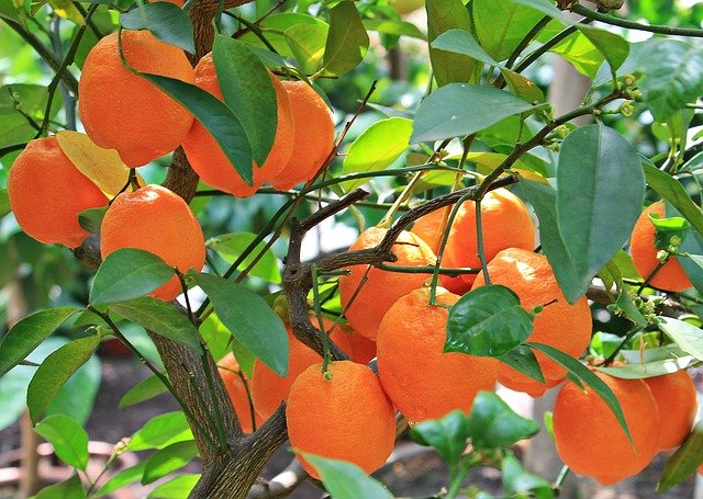 Orange Health Benefits | Nature's Sweet and Nutritious Treasure