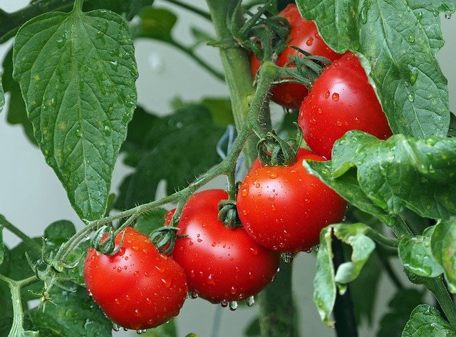 | Tomato Health Benefits