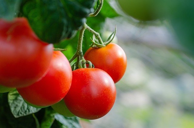  Tomato Health Benefits