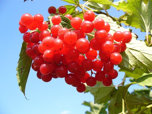 Health Benefits of Cranberries