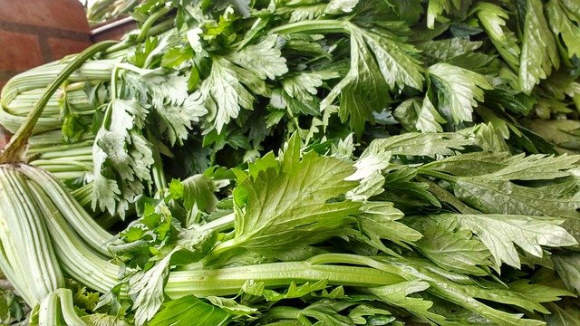 Celery Health Benefits | Home and Garden Bacolod