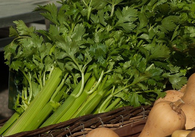 Celery Health Benefits | Home and Garden Bacolod