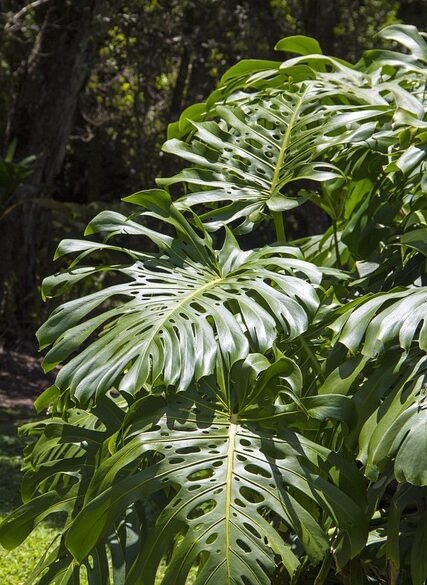 Water-Absorbing Trees and Plants