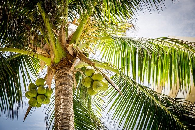 Water-Absorbing Trees and Plants