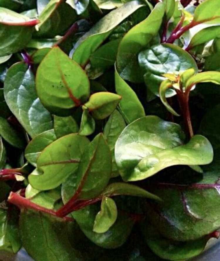 Alugbati Health Benefits | Malabar spinach [ Basella alba ]