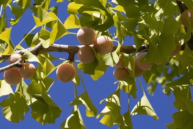 Ginkgo Biloba: Benefits, Uses, and More