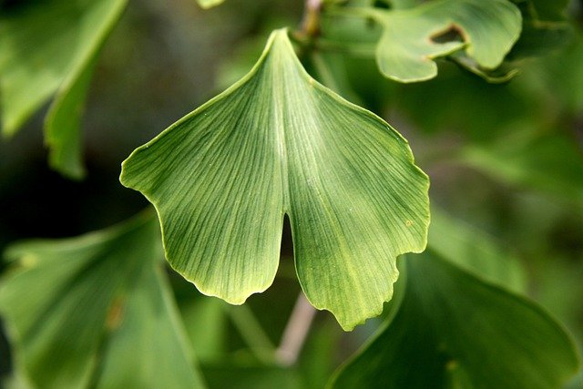 Ginkgo Biloba: Benefits, Uses, and More