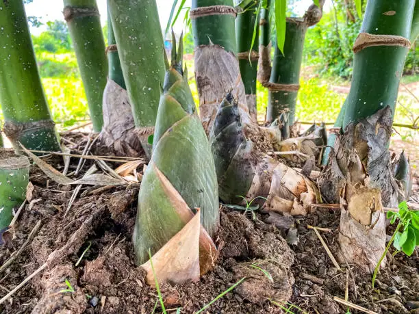 Bamboo Shoots Health Benefits and Healing Properties