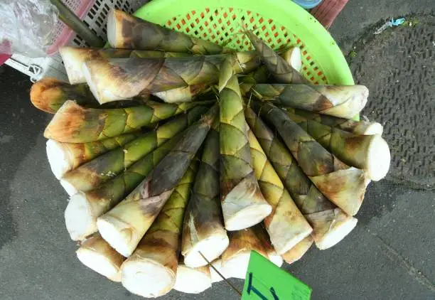 Bamboo Shoots Health Benefits and Healing Properties