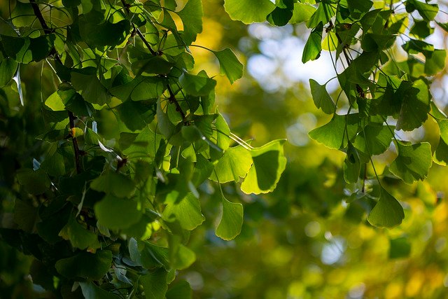 Ginkgo Biloba: Benefits, Uses, and More